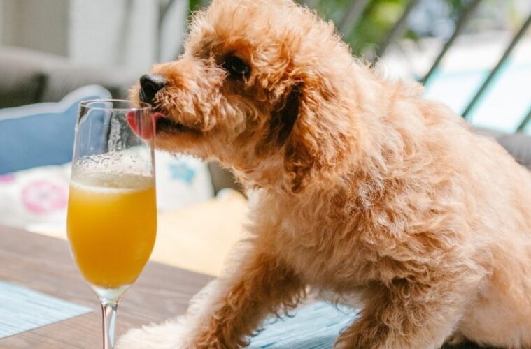 Celebra el Día Nacional del Perro en Miami con el Barks and Bubbles Puppy Brunch en Mareva 1939